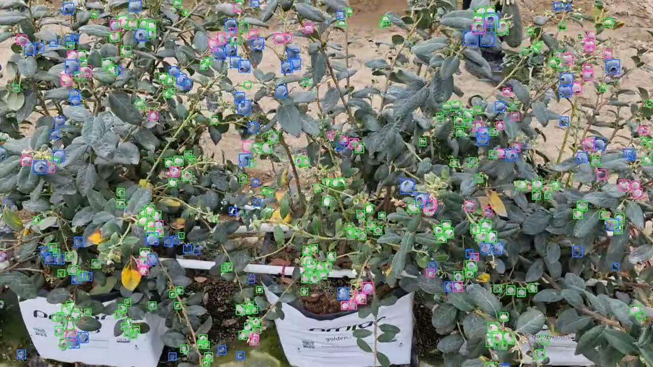 Hilera de arándano con fruta en varios estados
